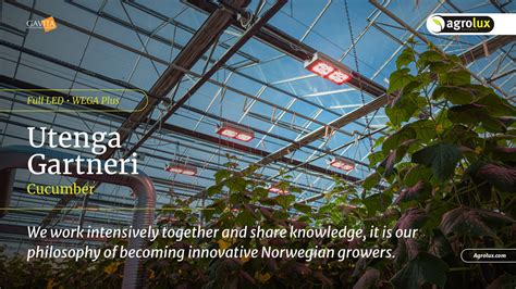 maasdijk 2676 lv|Agrolux: global supplier of horticulture lighting.